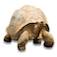 favicon de backwaterreptiles.com