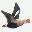 birding.se favicon