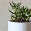 botanlyx.com-Favicon