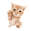 indica.bond-Favicon