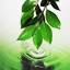 favicon di restorative-health.ca
