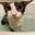 soggy.cat-Favicon