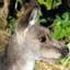 sydney-tours.com.au-Favicon