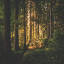 favicon de treenet.info