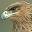 favicon de tube.shegods.com