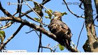 birdingkerala.com screenshot