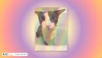 soggy.cat screenshot